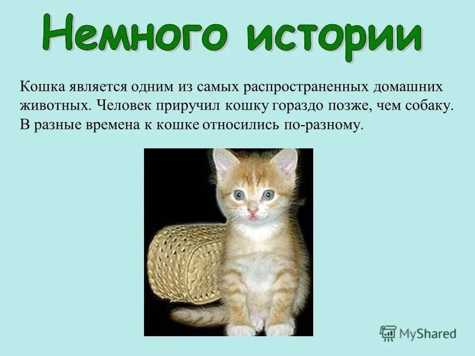 Кошка описание для детей. Презентация про кошек. доклад про кошек. рассказ про кошку. рассказ о домашних кошках.