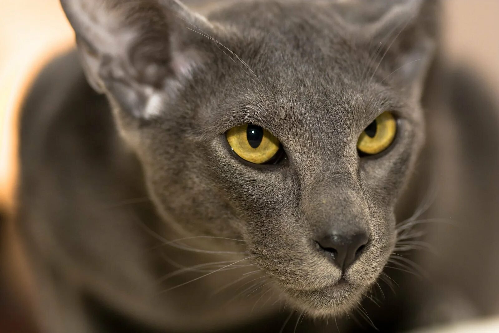 Кот с желтыми глазами порода. Ориентальный кот. Порода кошек Ориентал. Серый ориентальный кот. Ориентал кот серый.
