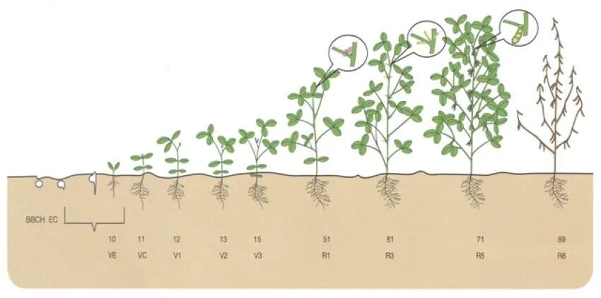 Развитие растений. Эволюционные преобразования органов растений. Сообщение этапы развития растений. Рост и развитие растений. Рост растения для презентации.