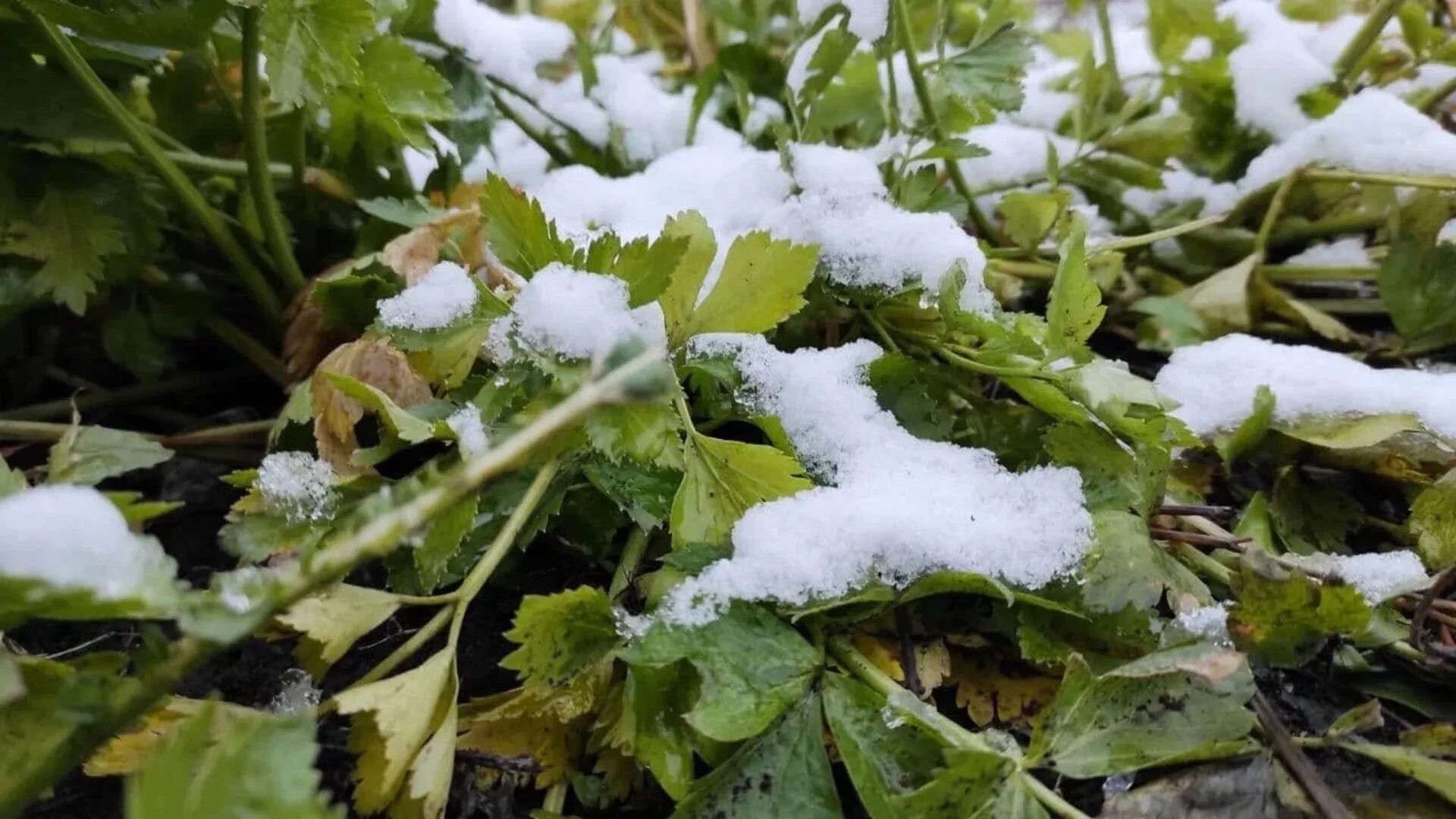 Заморозки в мае. Заморозки. Весенние заморозки. Заморозки осенью.