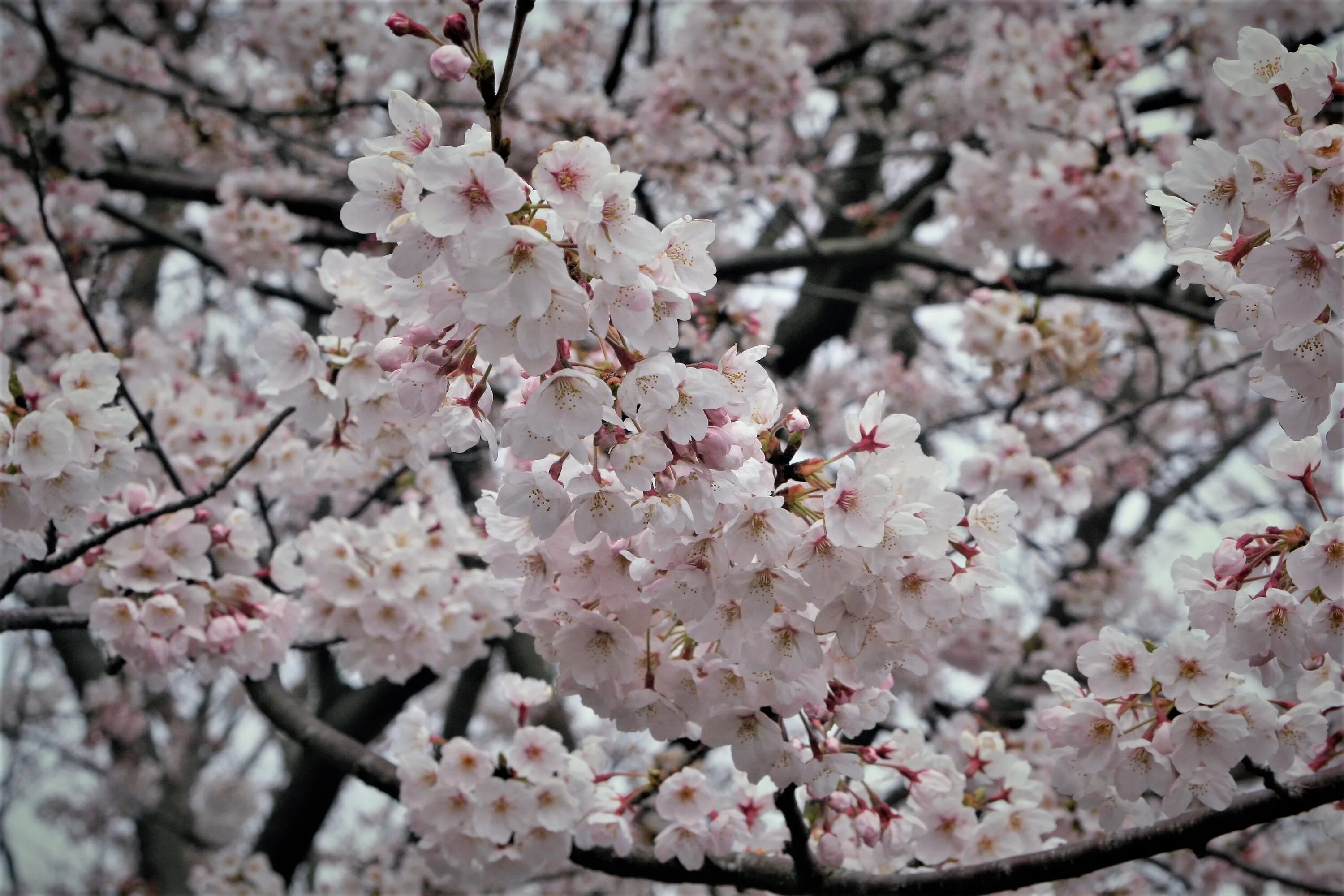 Какие деревья цветут в апреле. Цветущие вишни Канагава. Вишня дерево цветение. Вишни в цвету.