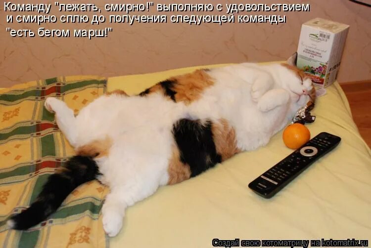 Смирно лежать. Смирно лежать. Послушный кот. Смирно лежать. Нассал под кресло хорошо.