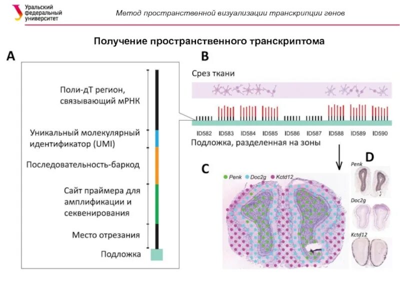 Как получить ген 2