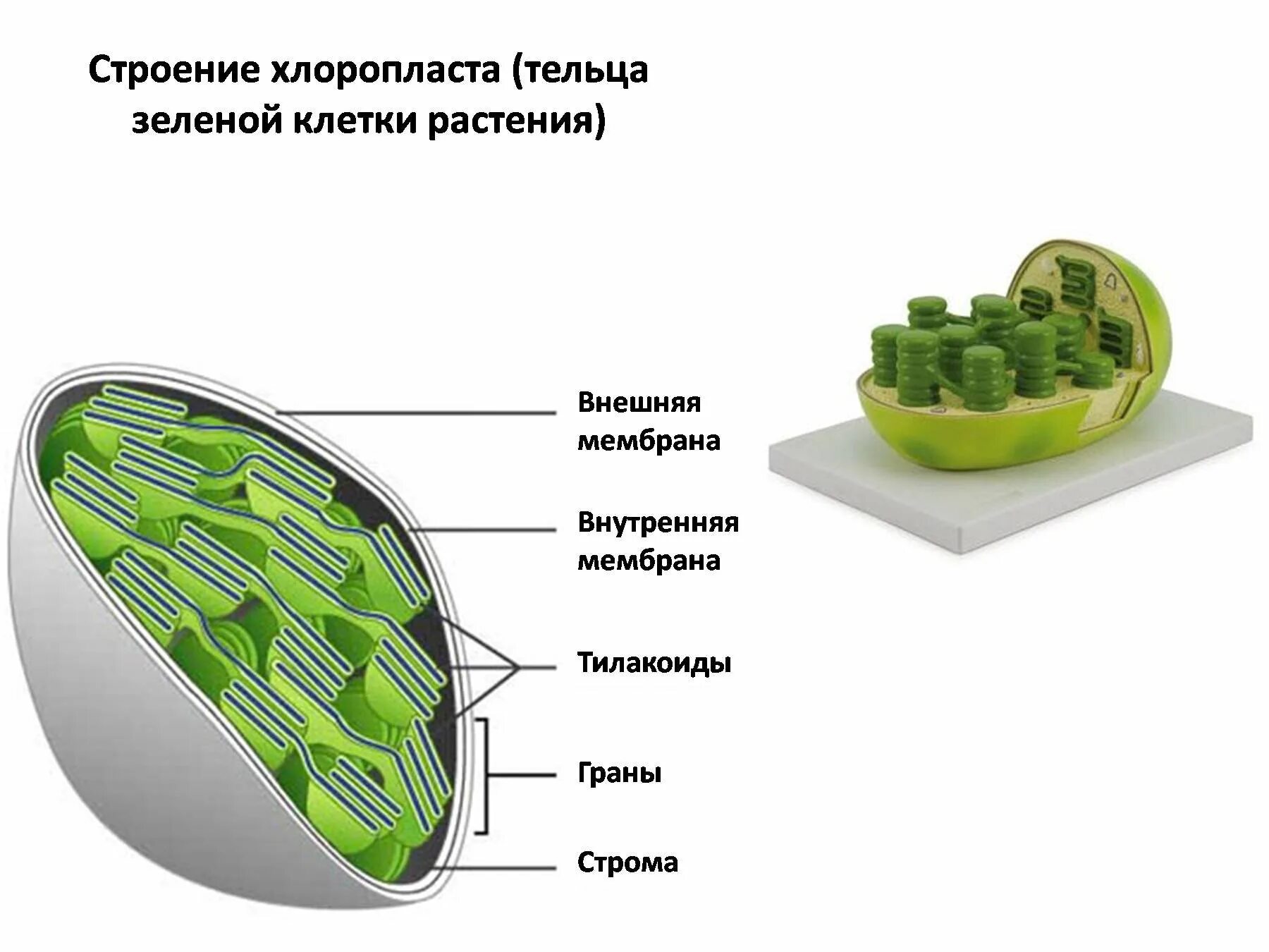 Мембрана хлоропласта строение. Хлоропласты Строма тилакоиды граны. Строение клетки хлоропласты. Строение хлоропласта растительной клетки. Строма и тилакоиды.