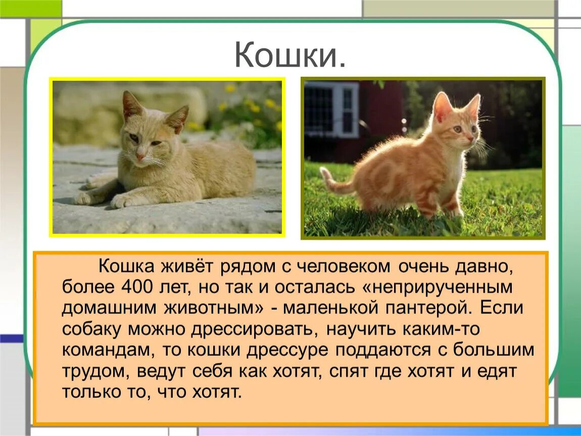 Текст описание про кошку 2 класс. Доклад про домашних животных. Доклад о домашнем животном. Доклад о домашнем питомце. Рассказ о домашних кошках.