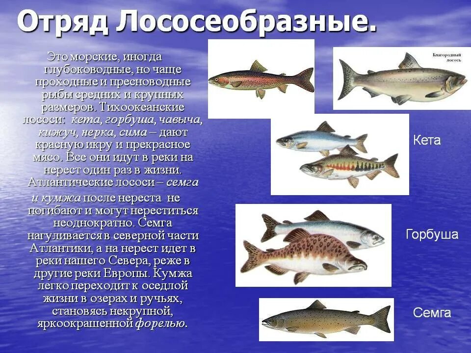 Лососевые характеристики. Лососевые характеристики. Лососевые рыбы. Лососевые характеристики. Лососевые характеристики.