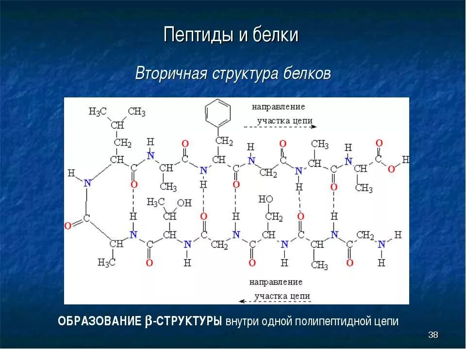 Функции пептидов и белков. Функции пептидов и белков. Аминокислота полипептид. Вторичная структура аминокислот. Общая характеристика пептидов полипептидов белков.