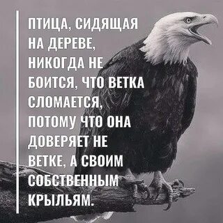Не доверяй птице
