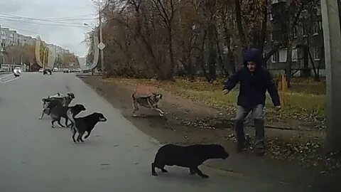 Собаки напали на мужика