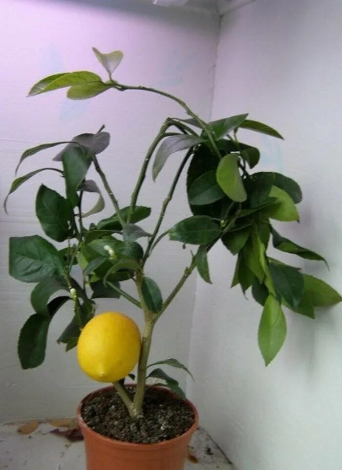 Как ухаживать за лимонами за начинающими. Лимон сорт Мейер. Цитрус лимон Мейера комнатный. Лимонное дерево Мейер комнатное. Лимон Мейера куст.