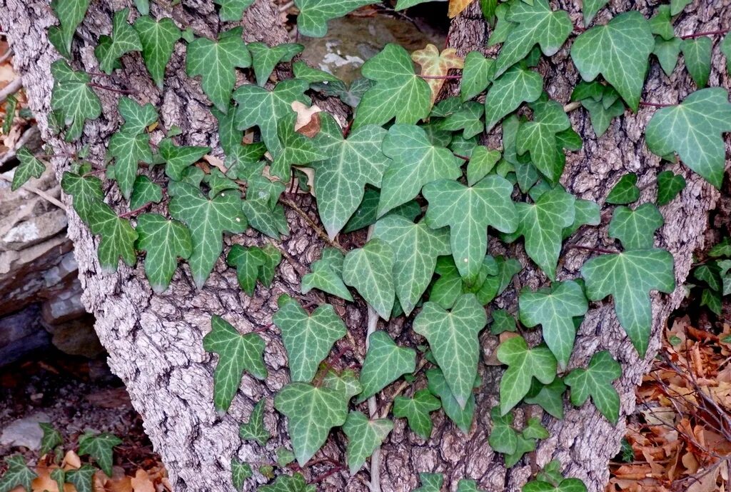 Hedera helix baltica. Виноград девичий-плющ обыкновенный. Колхидский плющ вечнозеленый. Плющ хедера хеликс. Плющ крымский.