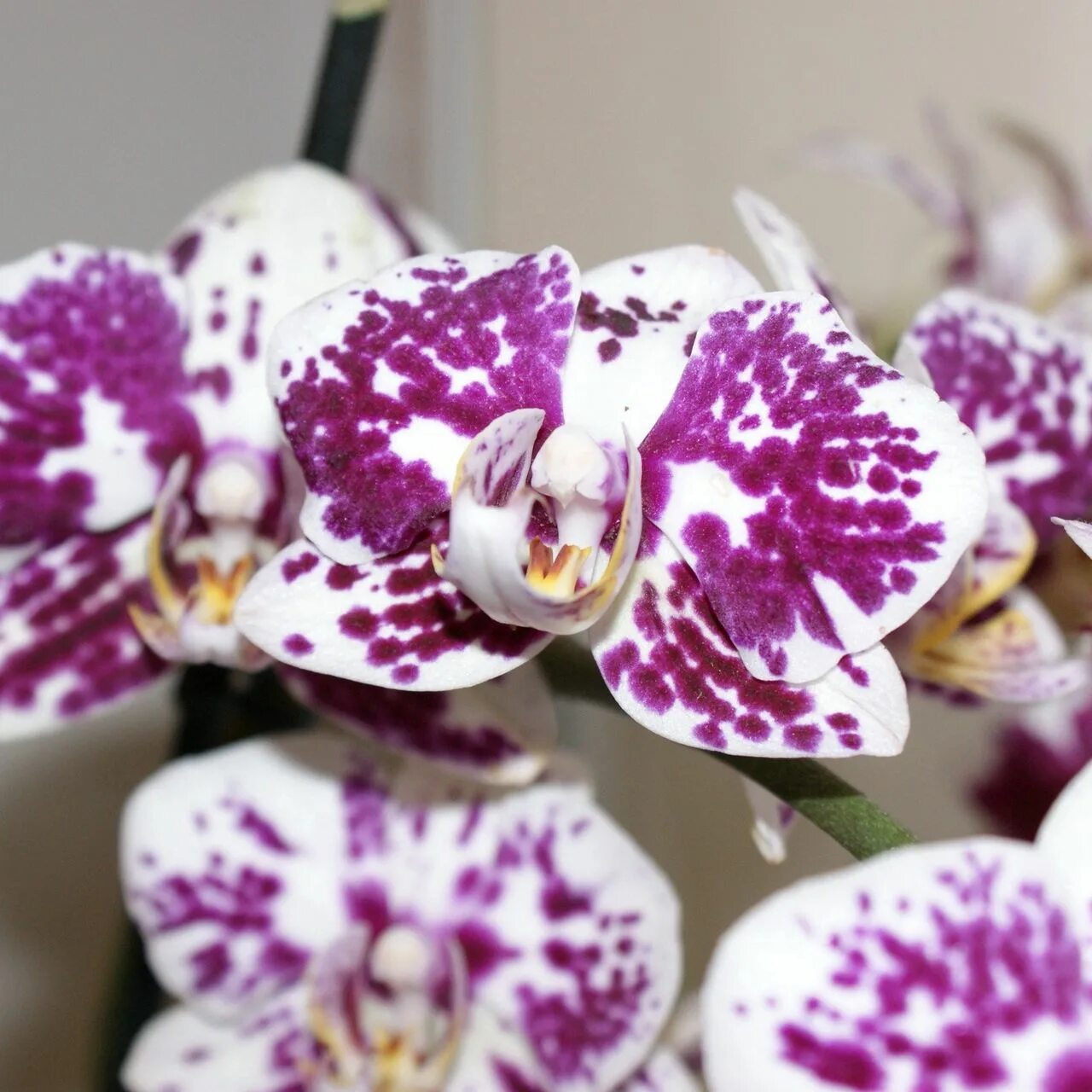 Звездное небо орхидея фото Phalaenopsis Magic Art  Сервис коллективных заказов