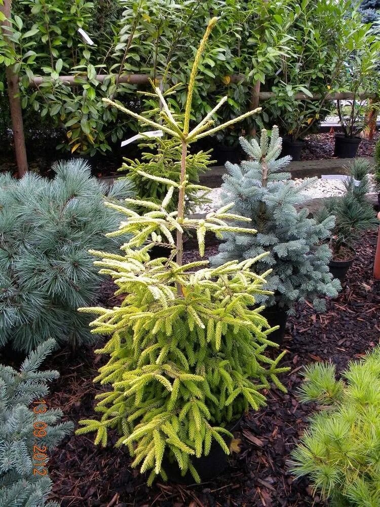 Купить Ель восточная Aureospicata Ель GardenPlants