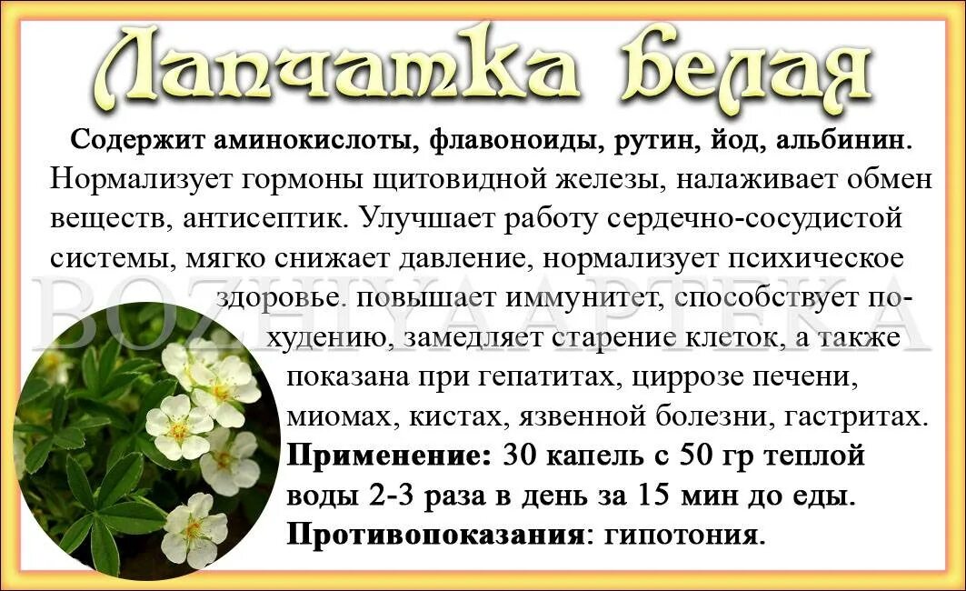 Лапчатка белая свойства и противопоказания для женщин. Лапчатка белая полезные. Лапчатка белая растение. Лечебная лапчатка белая. Лапчатка белая травянистая.