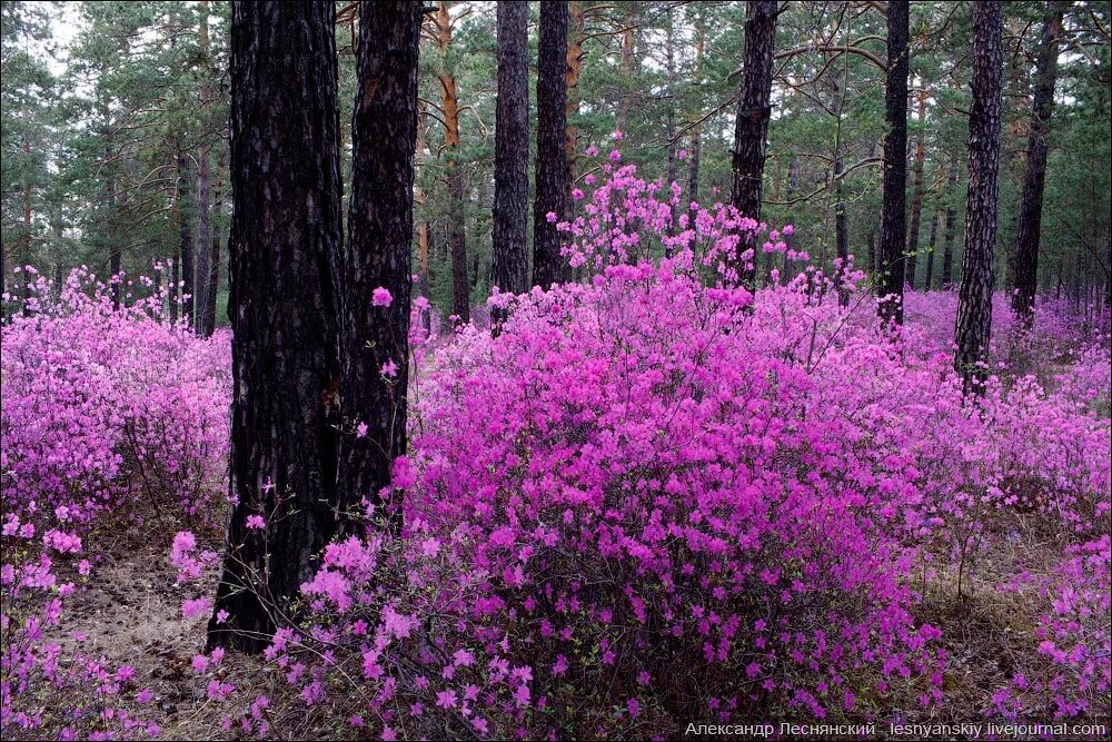 лакрица солодка растение. растения в этих местах растут. сныть растение пиканы. лес весной. эфедра (растение рода ephedra l).