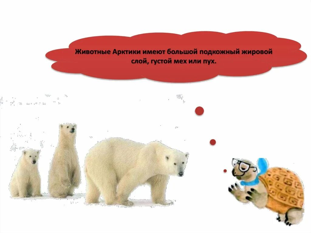 Где обитают белые медведи на каком материке. Где живут белые медведи 1 класс школа России. Жировой слой белого медведя. Где живут медведи 1 класс школа России презентация. Где живут белые медведи задания.