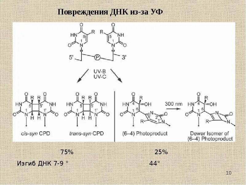 Вещество изменяющее днк 7 букв. Повреждение днк. поврежденная днк.