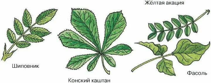 Жилкование листьев шиповника. Жилкование листьев шиповника. Листья шиповника биология. Строение листа шиповника биология 6 класс. Жилкование листа шиповника.