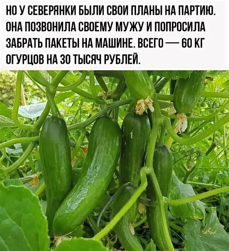 Килограмм огурцов на 4 р. Килограмм огурцов на 4 р