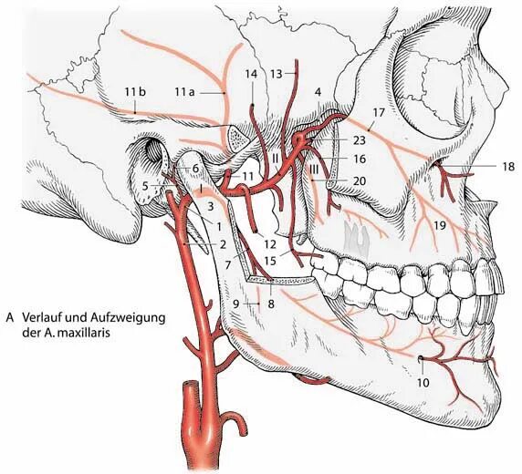 A maxillaris. Иннервация височно-нижнечелюстного сустава. Височно-нижнечелюстной сустав кровоснабжение и иннервация. Кровоснабжение височно нижнечелюстного.