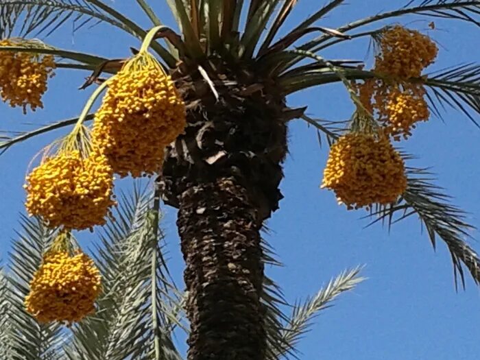 Плодоносящие пальмы