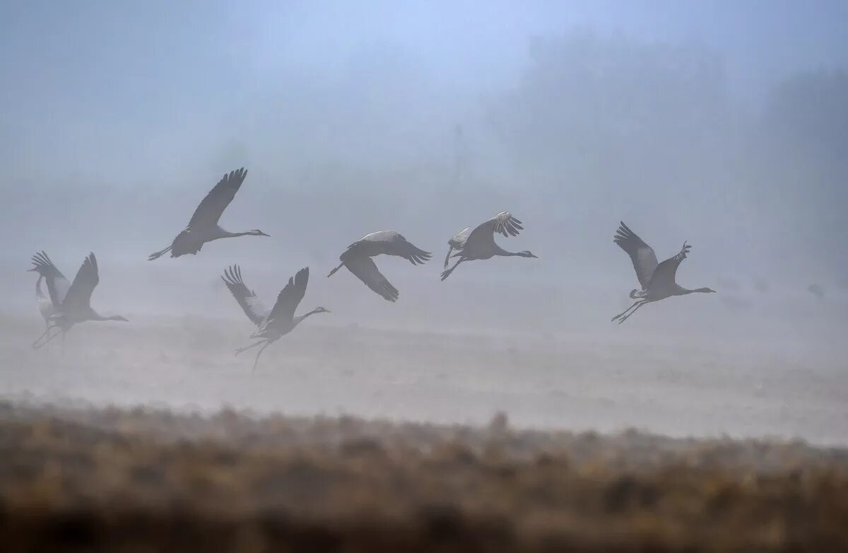 Птицы улетают. Журавли и туман. Птицы над полем.