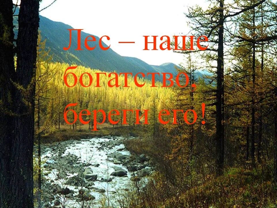 Как использовать богатство леса. Богатства природы лес. Лес наше богатство. Природа наше богатство. Богатства природы отданные людям лес.