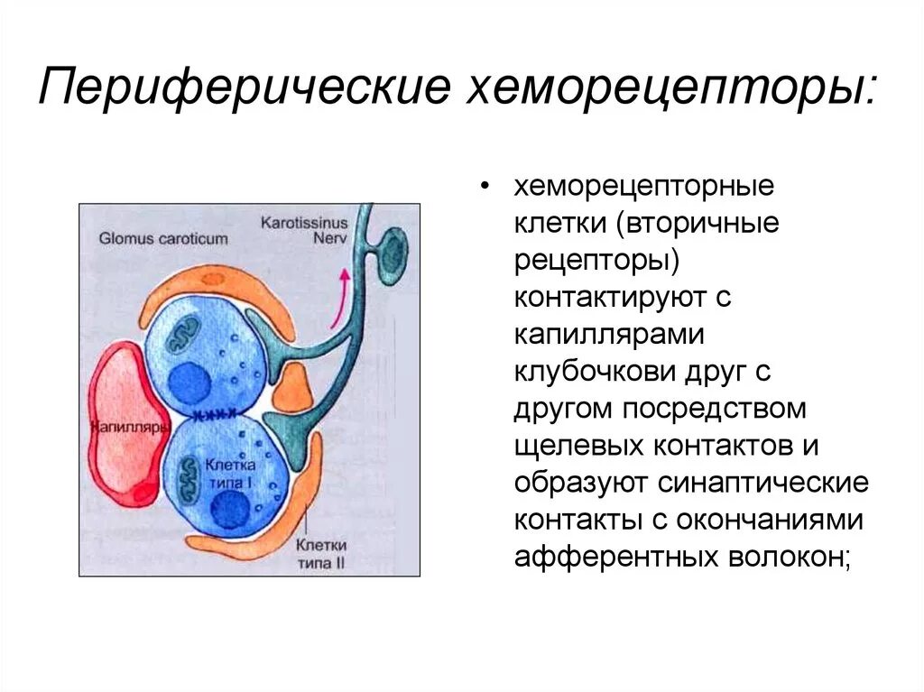 Рефлекс с хеморецепторов дыхание. Роль центральных хеморецепторов в регуляции дыхания. Центральные и периферические хеморецепторы. Центральные и периферические хеморецепторы. Хеморецепторы это физиология.