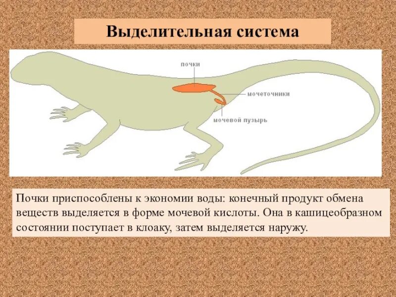 Выделение у пресмыкающихся. Выделительная система рептилий схема. Выделительная система пресмыкающихся 7 класс. Выделительная система земноводных и пресмыкающихся. Пресмыкающиеся рептилии выделительная система.