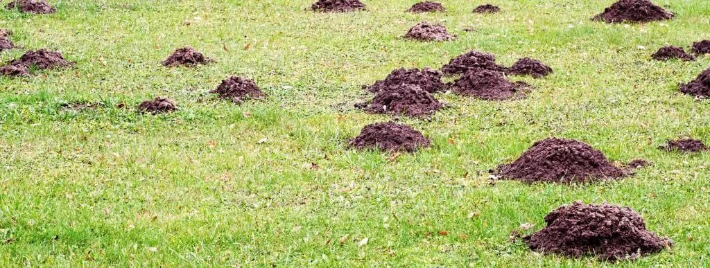 Холмики земли на участке. Норы кротов. Кротовины на участке. Куча земли. Холмики кротов.