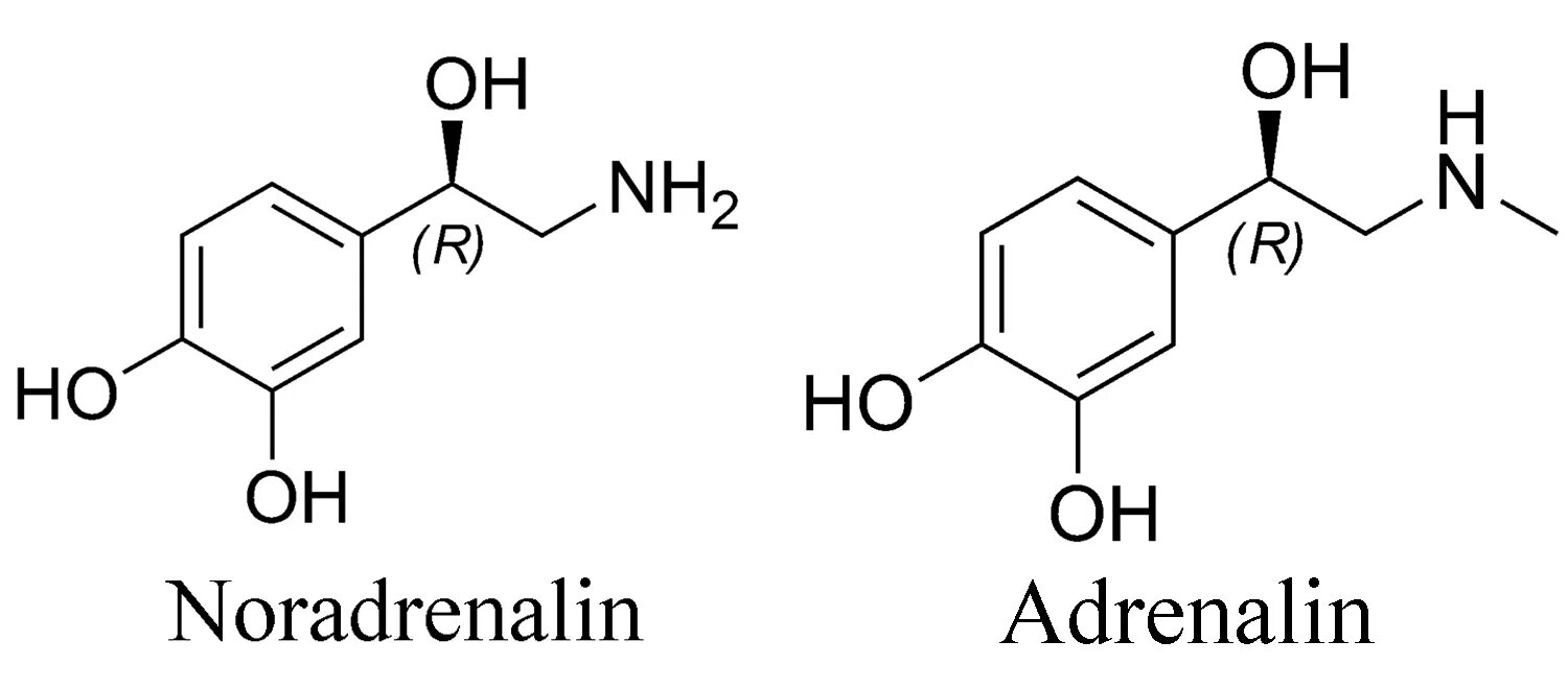 Адреналин и норадреналин формулы. Формулы гормонов адреналин норадреналин. Норадреналин структурная формула. Адреналин и норадреналин строение. Адреналин кишечник