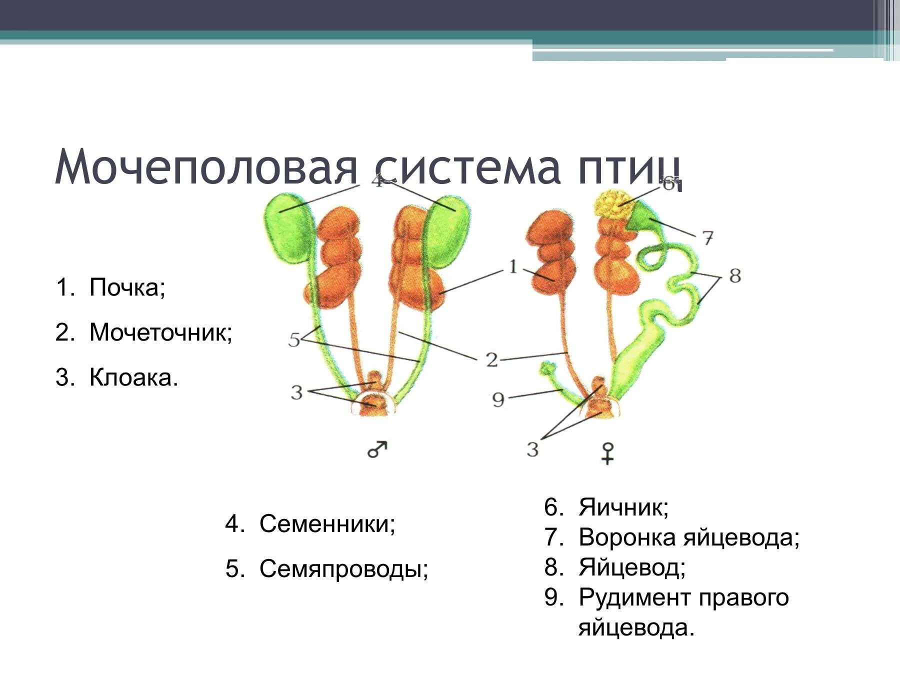 Мочеполовая система птиц схема. Система органов размножения птиц. Мочевыделительная система птиц анатомия. Органы размножения птиц схема.