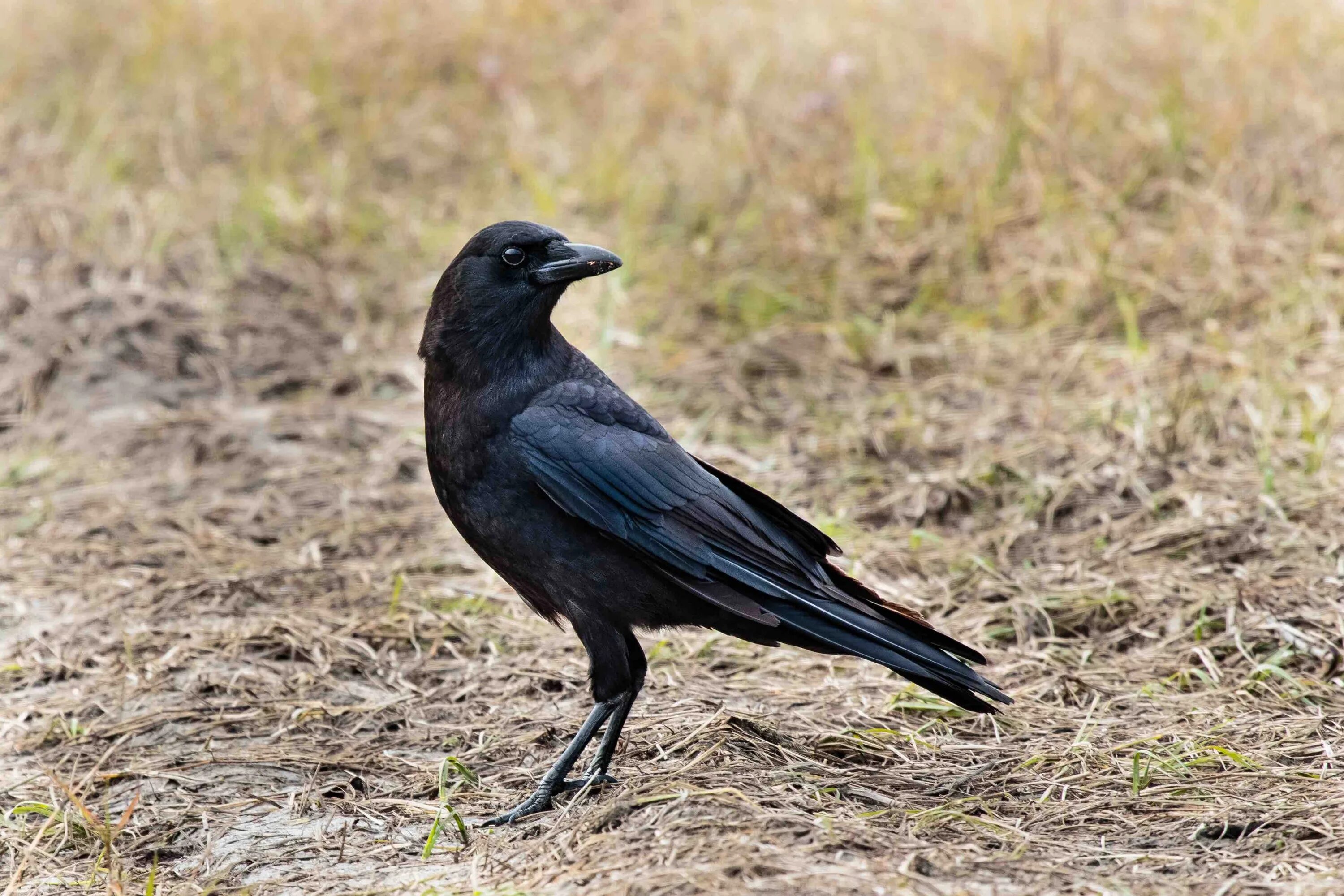 Crow get. Ворона одна из самых распространенных. brwal crow. crow [usa].