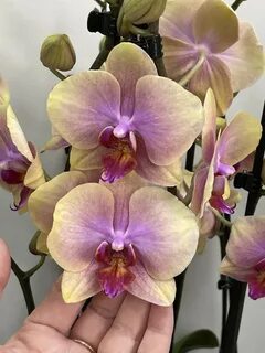 Арық анал смотреть онлайн