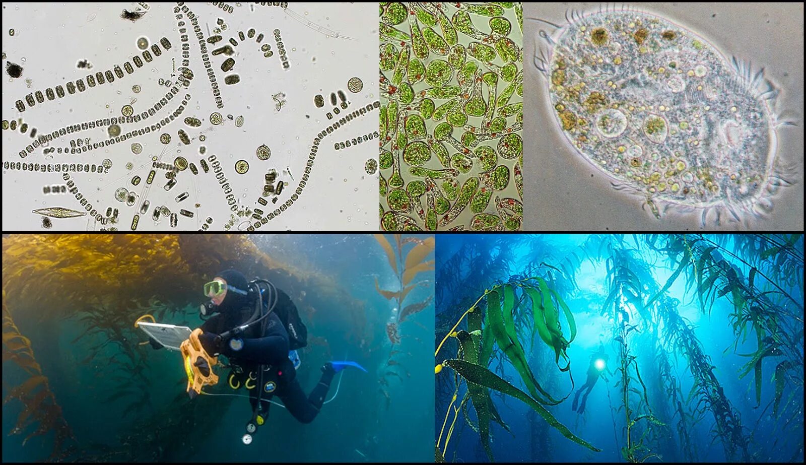 Планктон водоросли. Диатомовые водоросли Байкала. Силикатные водоросли. Протоктисты животные. Морская корова с водорослями.