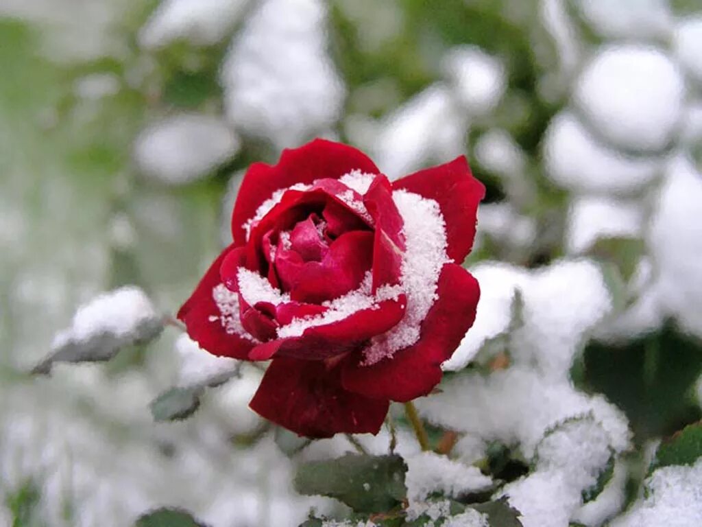 Красные цветы зимние розы. Арктическая роза novosie. Розы на снегу. Цветы в снегу. Цветы зимой.