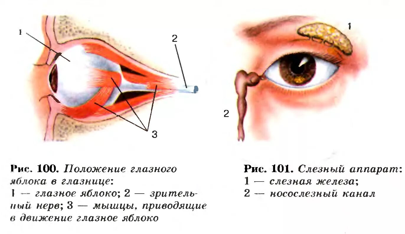 Где взять глаз. Рис 133 положение глазного яблока. Расположение глазного яблока в глазнице черепа. Положение глазного яблока в глазнице 8 класс. Глазное и глазница яблоко строение.