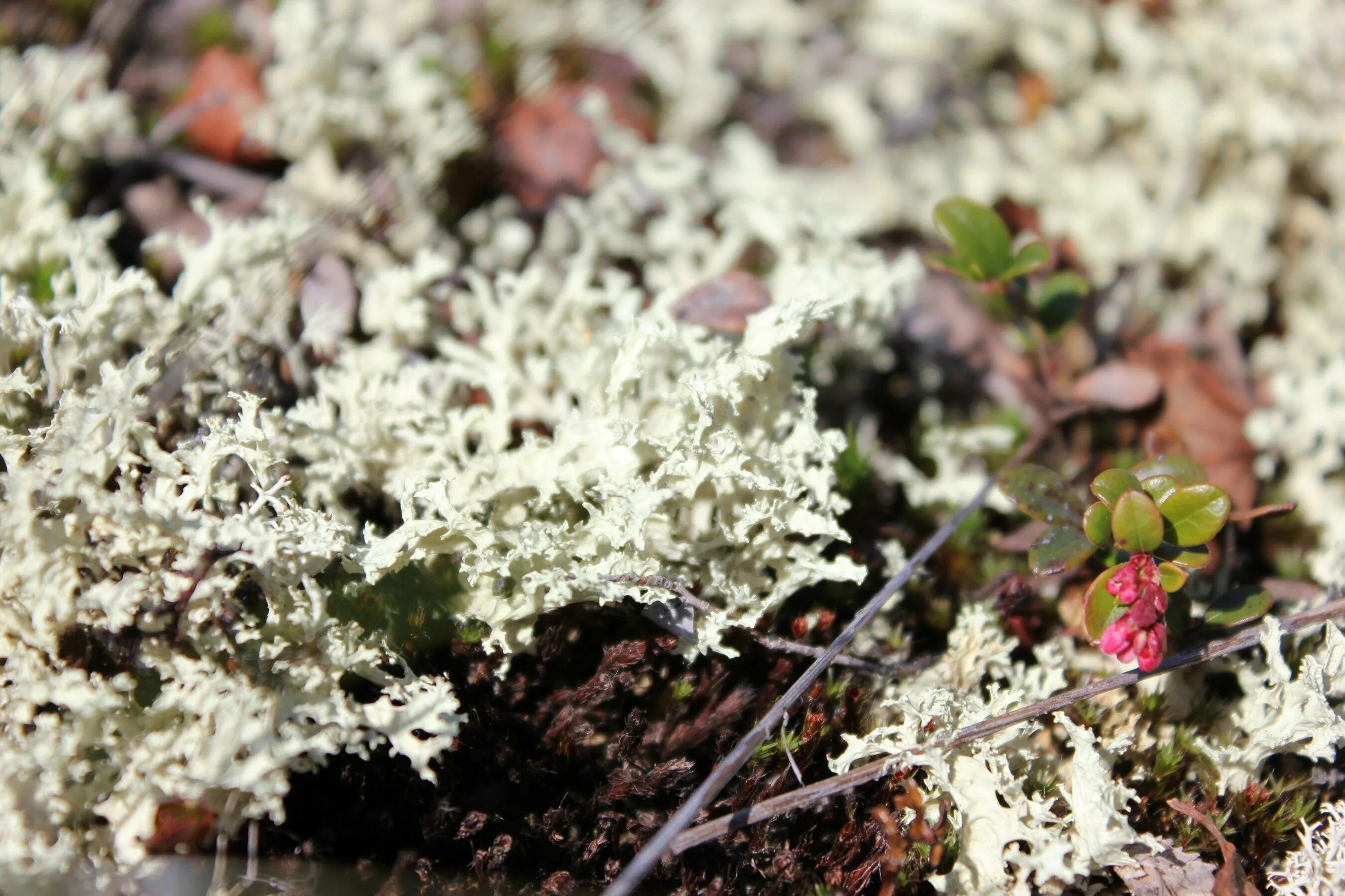 Растения тундры лишайники. Сибирский ягель. Лишайниково моховая тундра. Растения тундры лишайники. Лишайник ягель в тундре.