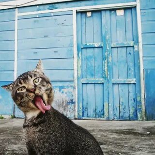 Открыть прикольные картинки