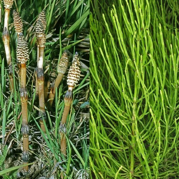 Хвощ полевой. Хвощ полевой (Equisetum arvense). Хвощ полевой Equisetum arvense l.. Хвощ Луговой весенний побег.