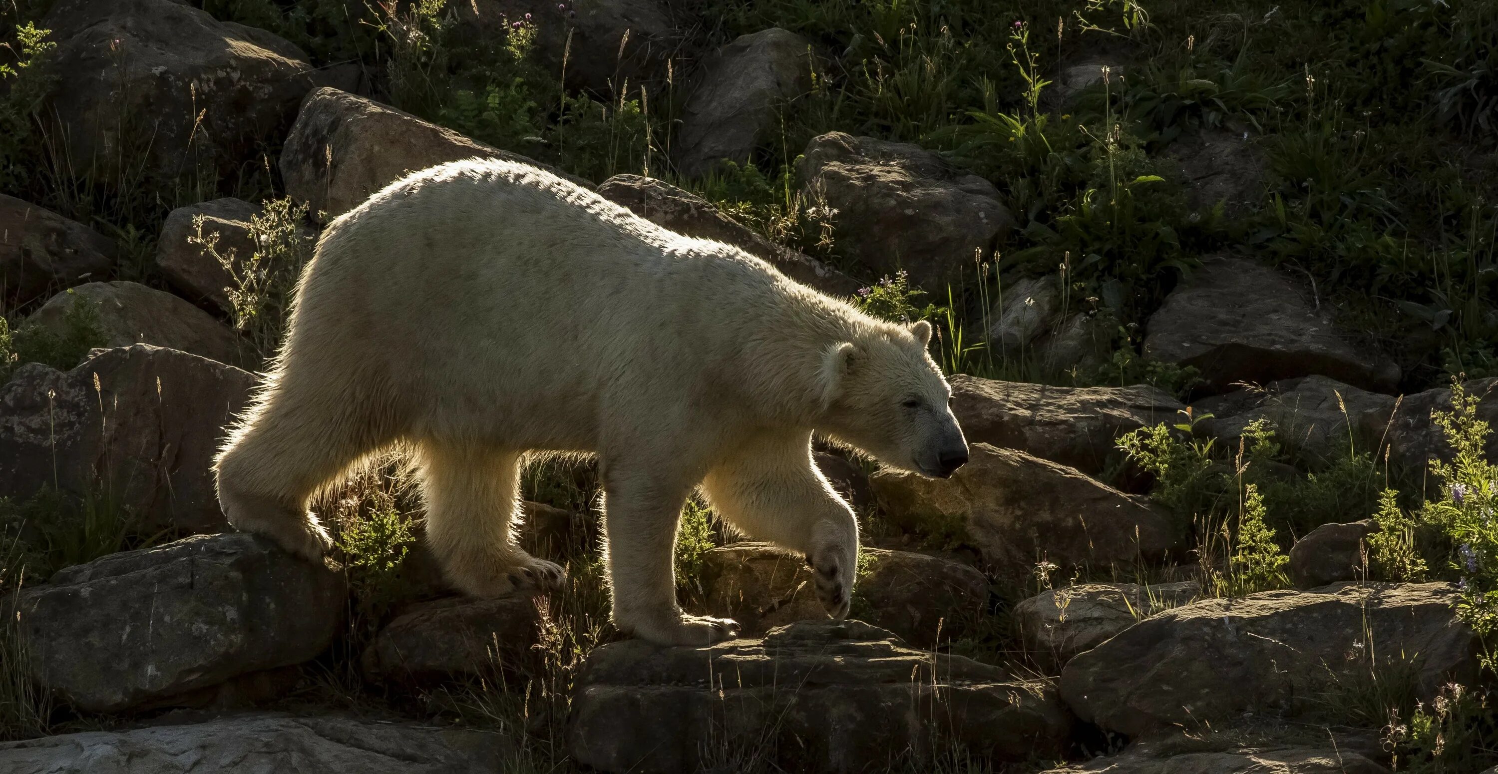 Bear stone. Белый медведь в Северной Америке. Животные Северной Америки белый медведь. Северная Америка белый ме. Белый медведь фото.