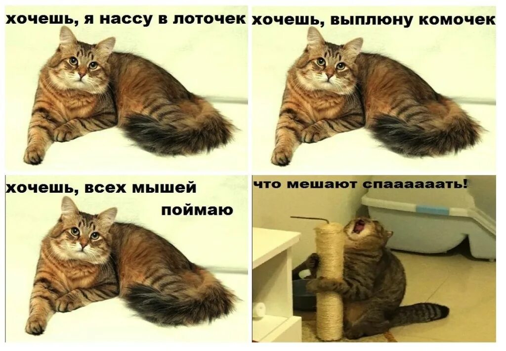 Хочешь что мешают спать. Хочешь я нассу в лоточек. хочешь я убью соседей что мешают спать. хочешь выплюну комочек. хочешь я убью соседей кот.