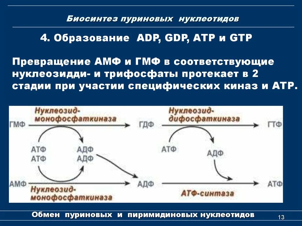 Трансляция атф. Пути образования пуриновых нуклеотидов.. Ретроингибирование Синтез пуриновых нуклеотидов. Биосинтез пуриновых нуклеотидов. Биосинтез пуриновых и пирими.