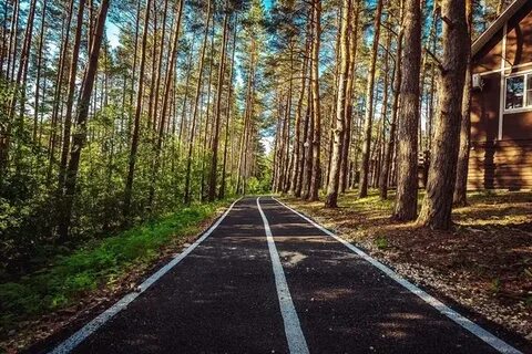 Донской лес липецк