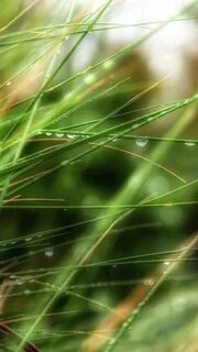 Grass mobile for android