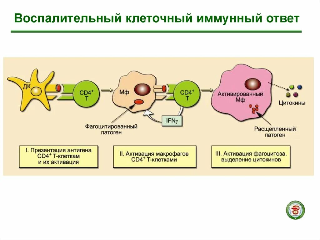 Компонент иммунного ответа. Воспалительный клеточный иммунный ответ. Схема клеточного иммунного ответа иммунология. Воспалительный клеточный иммунный ответ иммунология. Клетки участвующие в реализации клеточного иммунного ответа.