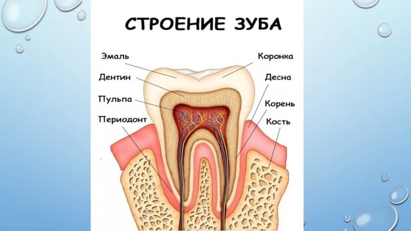 Рокс периодонт