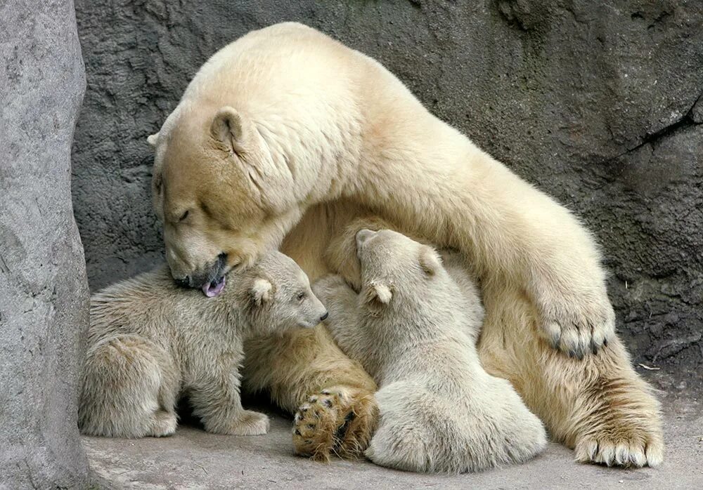 Детеныши животных. Потомство. 1 класс забота зверей о своих детенышах. Нежность животные. Забота животных о детенышах.