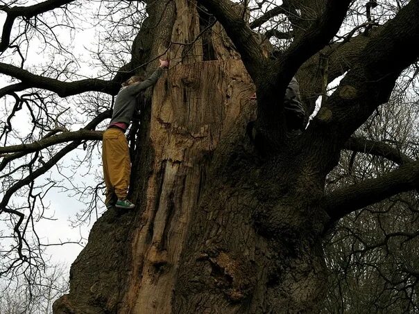 They climb like. Лазание по деревьям. Лазать на дерево. Человек карабкается по дереву. Человек лазает по деревьям.