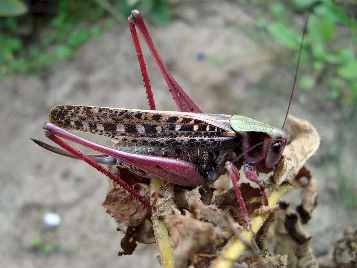 Кузнечик окраска тела. Марокканская саранча. кузнечик серый (decticus verrucivorus). папуанский кузнечик. фиолетовая саранча.